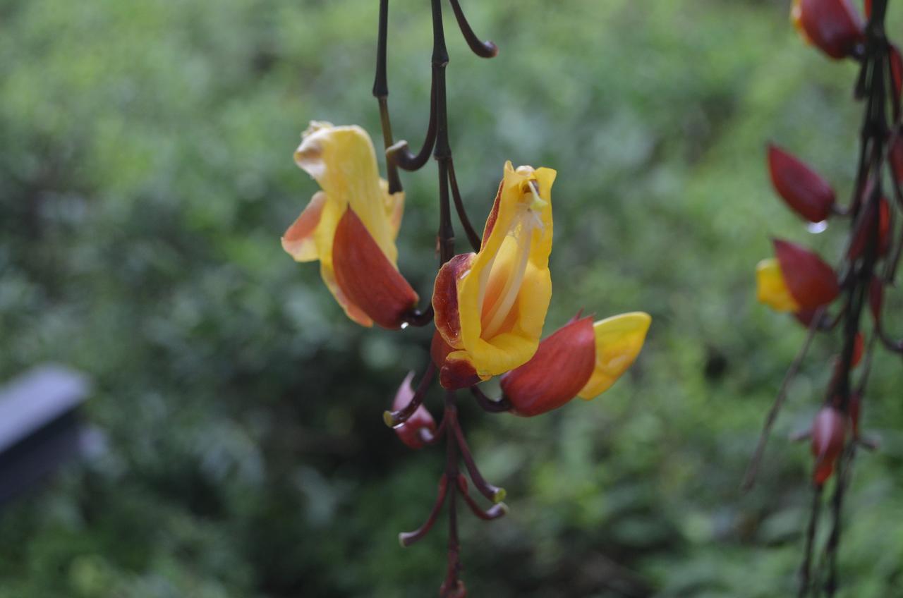 The Rainforest Ecolodge - Sinharaja With Shuttle Service From Car Park Deniyaya Exterior foto